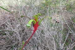 Anigozanthos bicolor decrescens