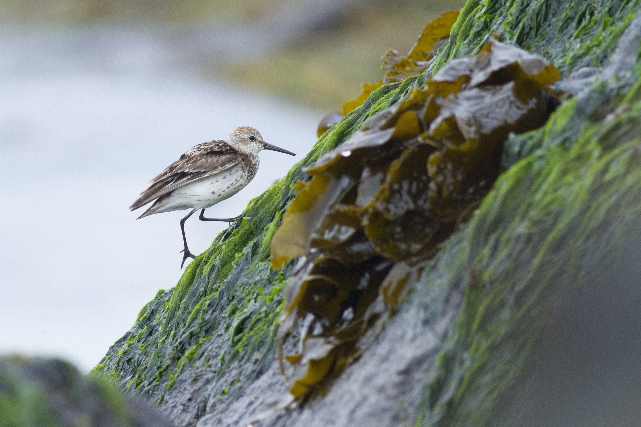 Western Sandpiper