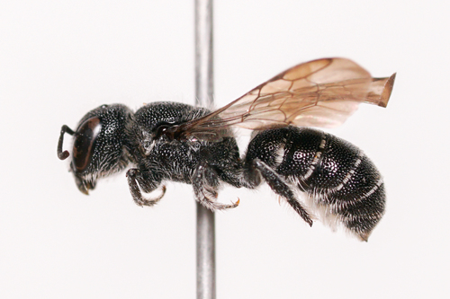 Carinate Armored-Resin bee photo 3