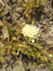 Cephalaria