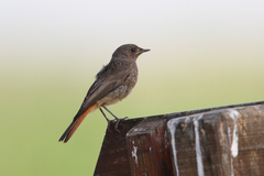Phoenicurus ochruros gibraltariensis