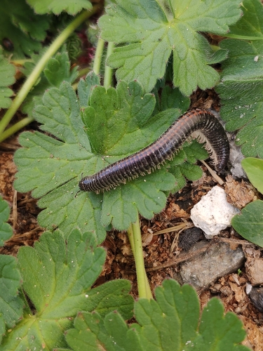 Striped Millipede photo 4
