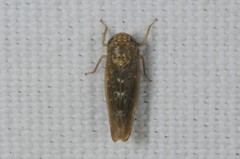 Athysanini