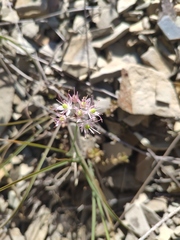 Allium psebaicum
