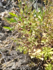 Scrophularia rupestris