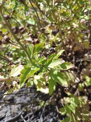 Scrophularia rupestris