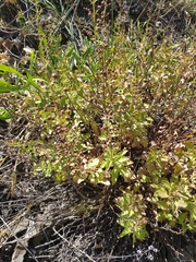 Scrophularia rupestris