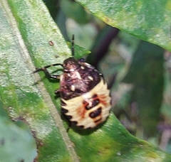 Dolycoris baccarum