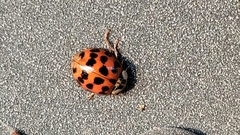 Harmonia axyridis