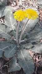 Asteraceae