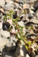 Hylotelephium caucasicum