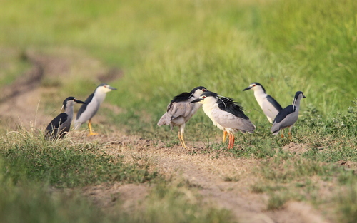 Martinete común (Nycticorax nycticorax)