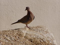 Streptopelia senegalensis