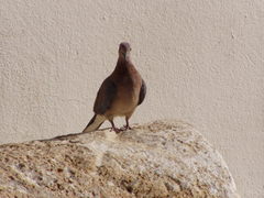 Streptopelia senegalensis