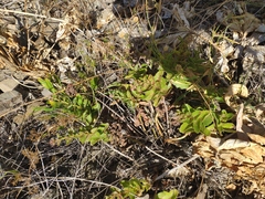 Hylotelephium caucasicum