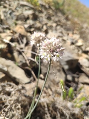 Allium psebaicum