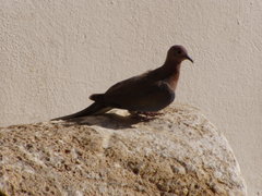 Streptopelia senegalensis