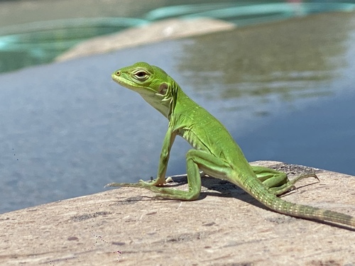 Cape Spiny-tailed Iguana