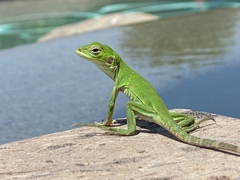 Baja California Spiny-Tailed Iguana photo 4