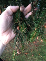 Picea