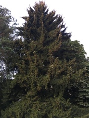 Picea