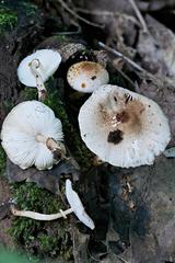 Leucoagaricus dacrytus