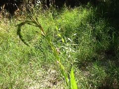 Oenothera curtiflora