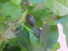Chinavia erythrocnemis