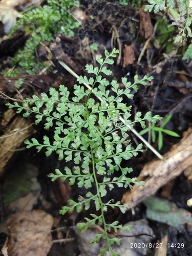 Cystopteris sudetica iNat (2)