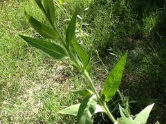 Oenothera curtiflora