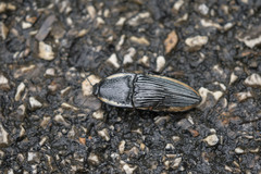 Chalcolepidius bomplandii