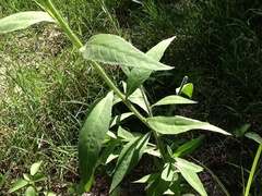 Oenothera curtiflora