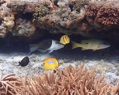 Chaetodon rainfordi