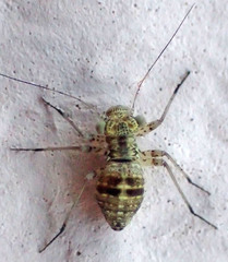 Mesopsocus