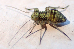 Mesopsocus