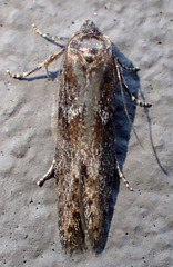 Blastobasis maroccanella