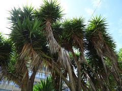 Yucca gigantea