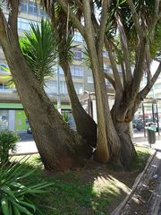 Yucca gigantea