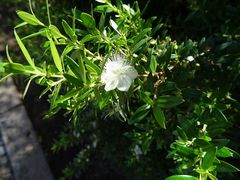 Myrtus communis
