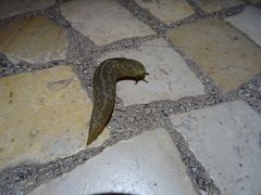 Limacus flavus