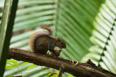 Sciurus deppei