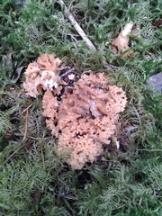Ramaria botrytis