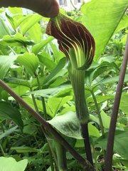 Arisaema triphyllum