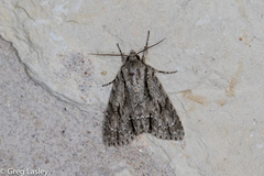 Acronicta texana