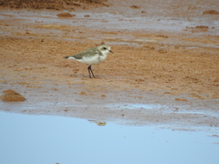 Charadrius alticola