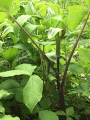 Arisaema triphyllum