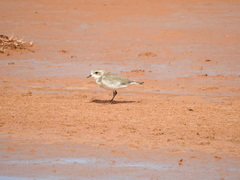 Charadrius alticola