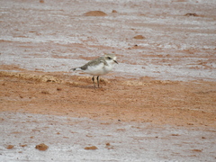 Charadrius alticola