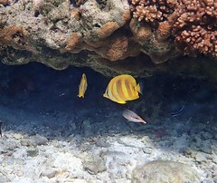 Chaetodon rainfordi