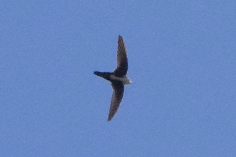 White-throated Swift from 10459 Tuxford St, Sun Valley, CA 91352, USA ...